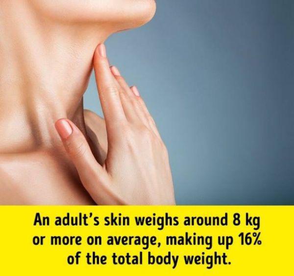humanbodyfacts_1_011