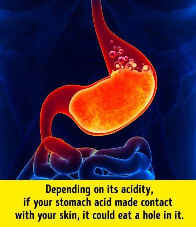humanbodyfacts_1_012