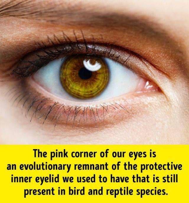 humanbodyfacts_1_013
