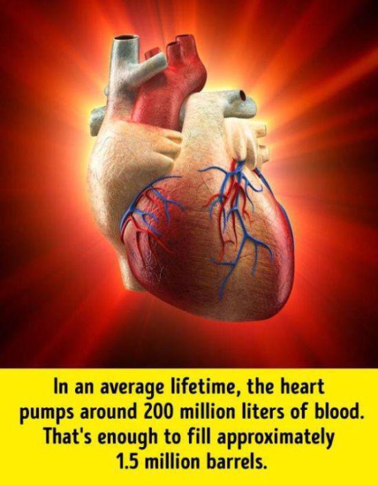 humanbodyfacts_1_015