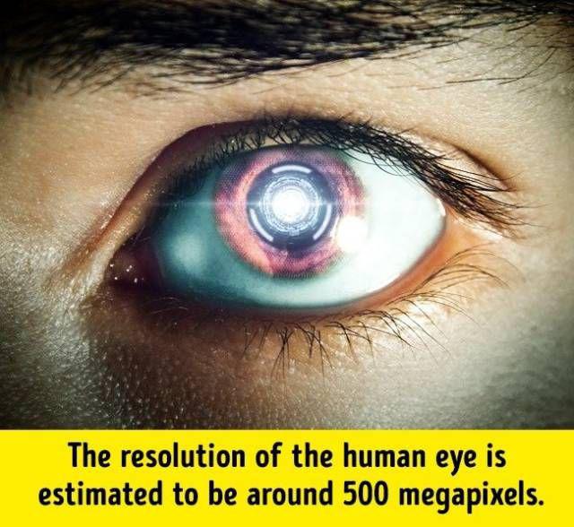 humanbodyfacts_1_016