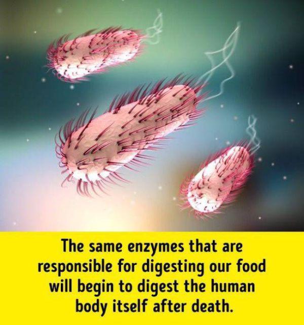 humanbodyfacts_1_017