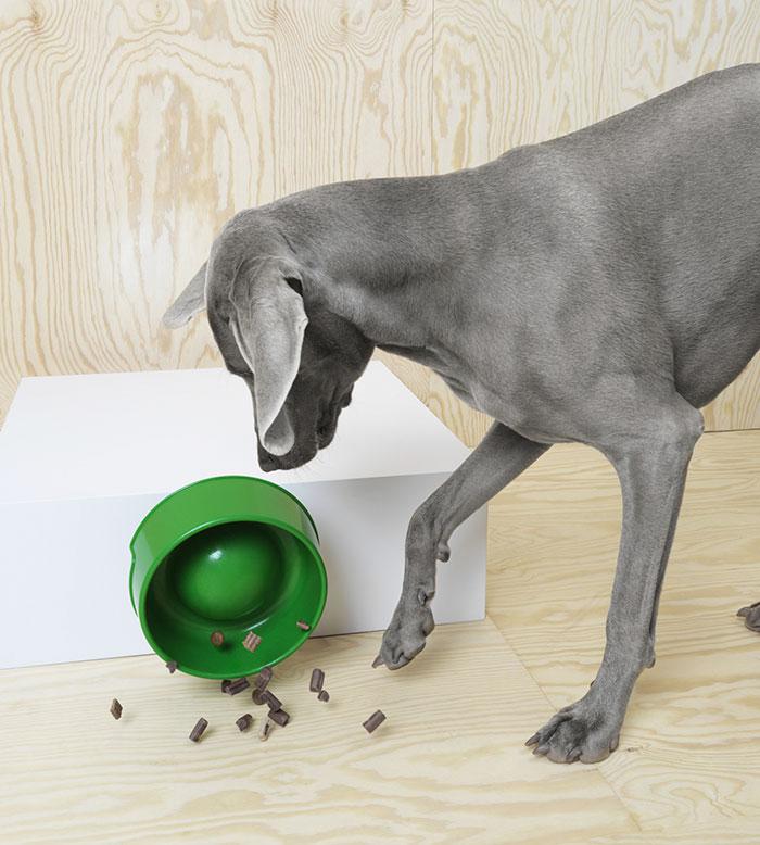 ikeapetfurniture_011 ikeapetfurniture_011