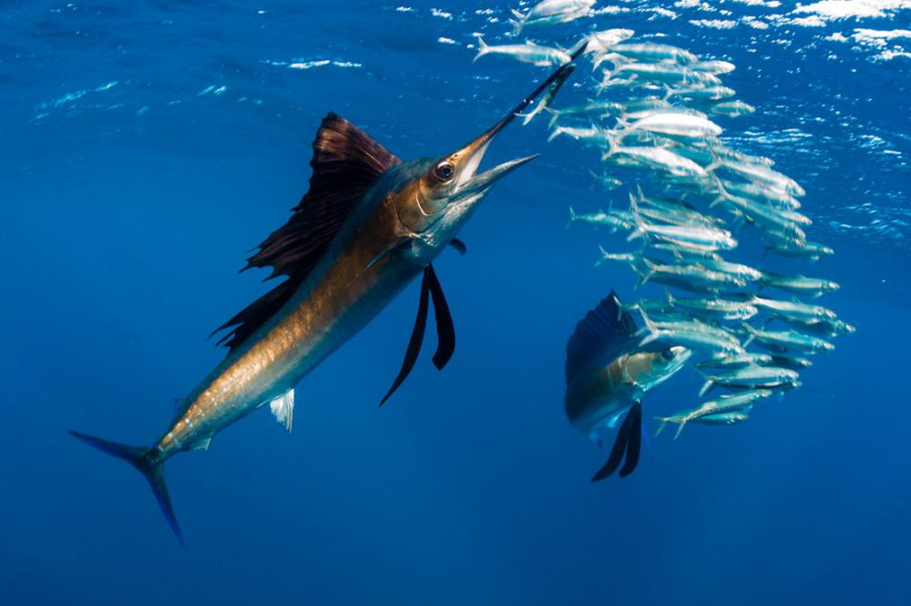 modelunderwatershoot_007