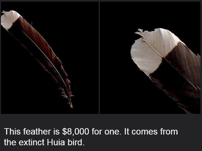 mostexpensivethings_020