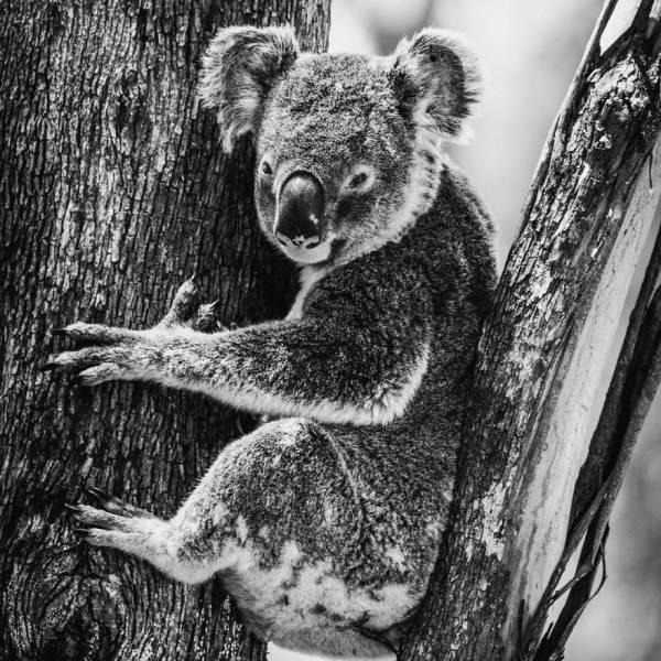 robertirwinanimals_002