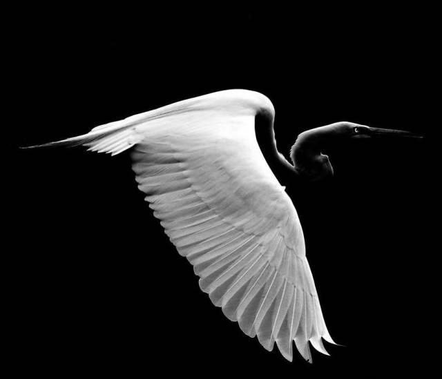 robertirwinanimals_004