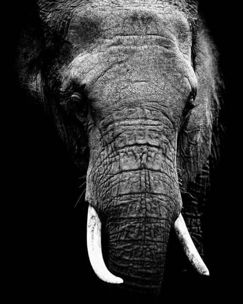 robertirwinanimals_005