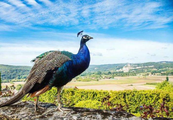 robertirwinanimals_006 robertirwinanimals_006