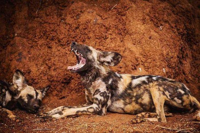 robertirwinanimals_007