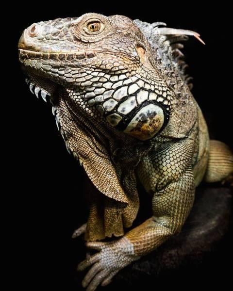 robertirwinanimals_008