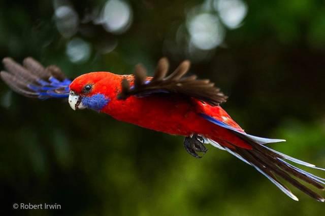 robertirwinanimals_009