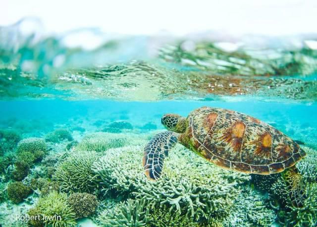 robertirwinanimals_010