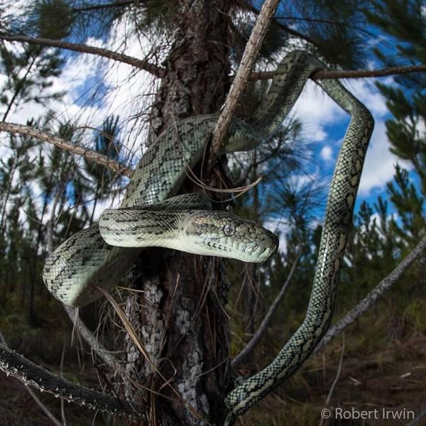 robertirwinanimals_011