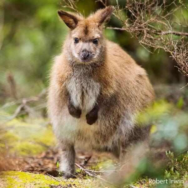 robertirwinanimals_013