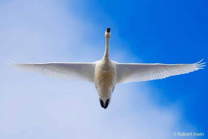 robertirwinanimals_014