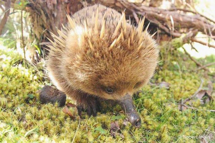 robertirwinanimals_015