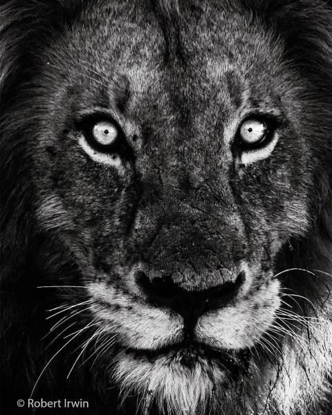 robertirwinanimals_017