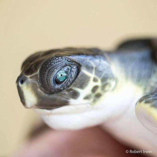 robertirwinanimals_019