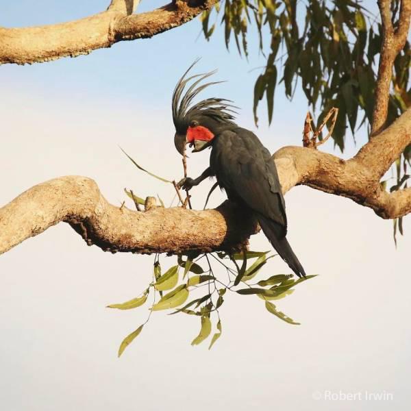 robertirwinanimals_020