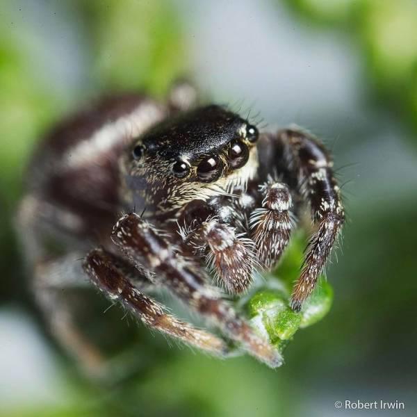 robertirwinanimals_021