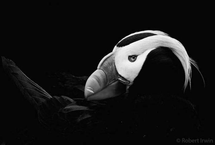 robertirwinanimals_022