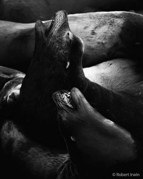 robertirwinanimals_023