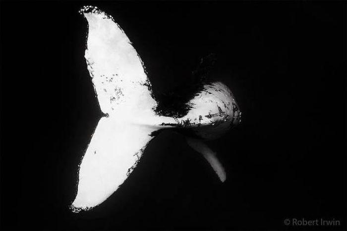 robertirwinanimals_024