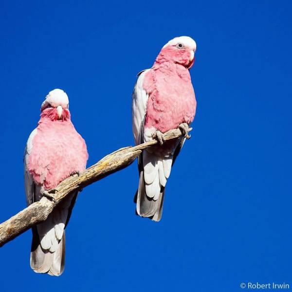 robertirwinanimals_025 robertirwinanimals_025