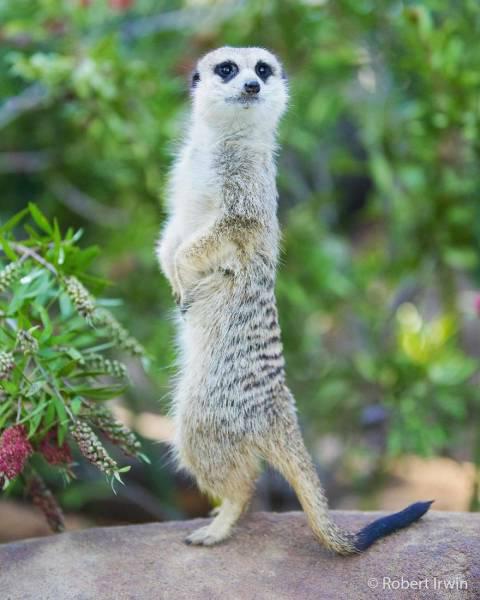 robertirwinanimals_026