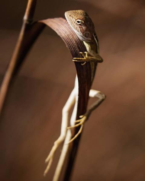 robertirwinanimals_027