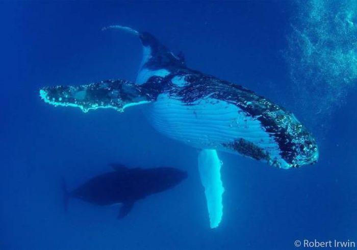 robertirwinanimals_029