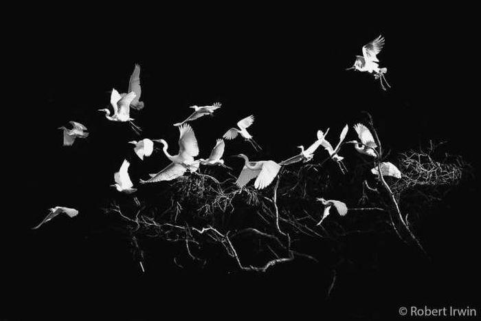 robertirwinanimals_030 robertirwinanimals_030