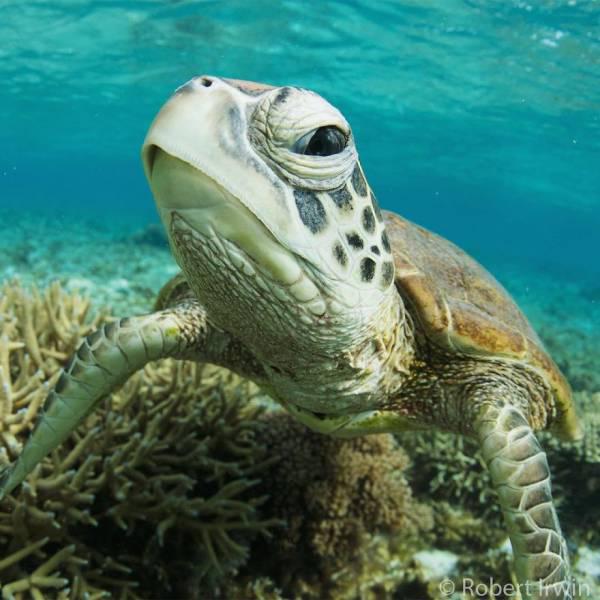 robertirwinanimals_031 robertirwinanimals_031