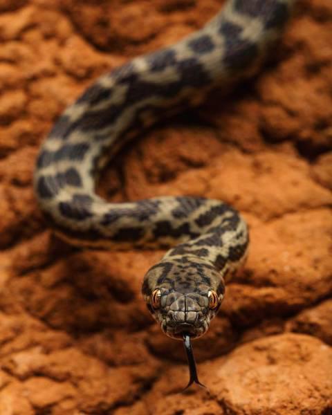 robertirwinanimals_032