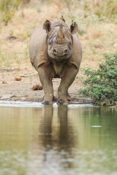 robertirwinanimals_035