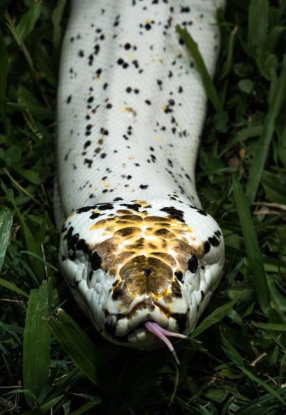 robertirwinanimals_036