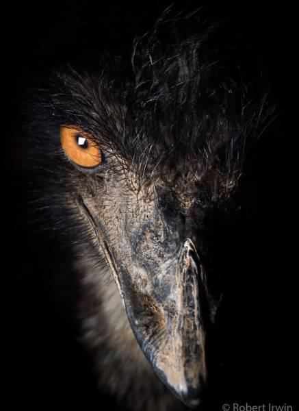 robertirwinanimals_037