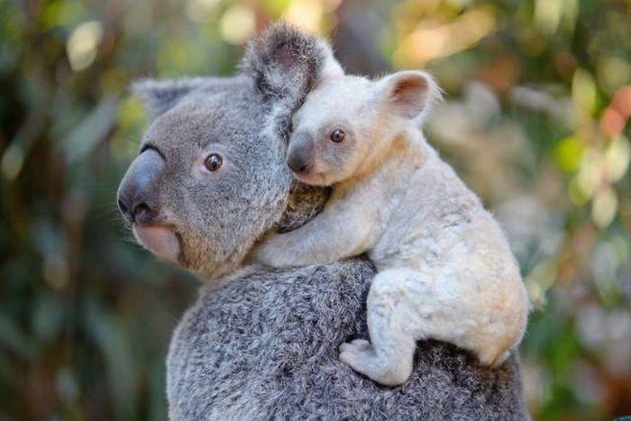robertirwinanimals_038 robertirwinanimals_038