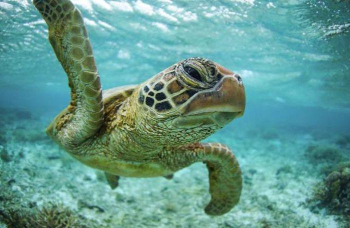 robertirwinanimals_039