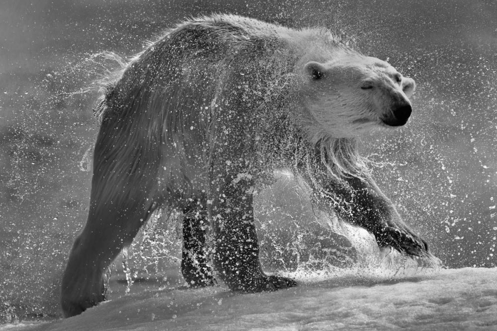 sienainternationalphotoaward_005