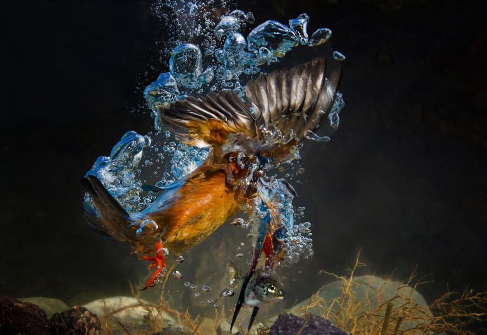 sienainternationalphotoaward_013