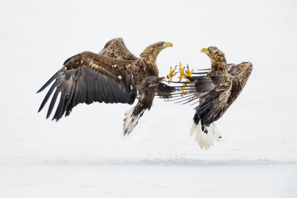 sienainternationalphotoaward_021