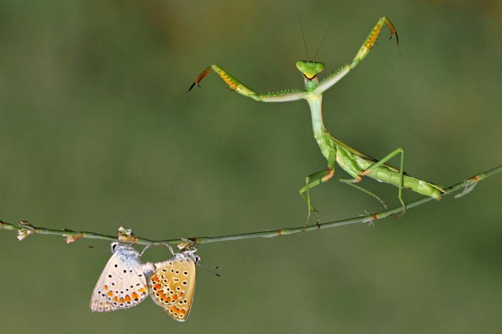 sienainternationalphotoaward_058