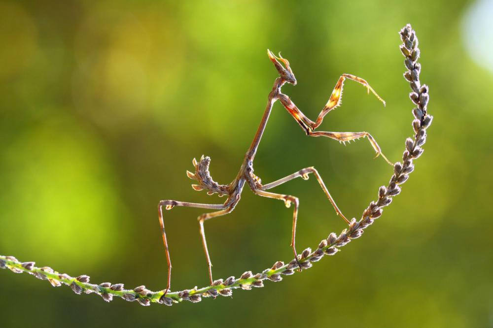 sienainternationalphotoaward_061