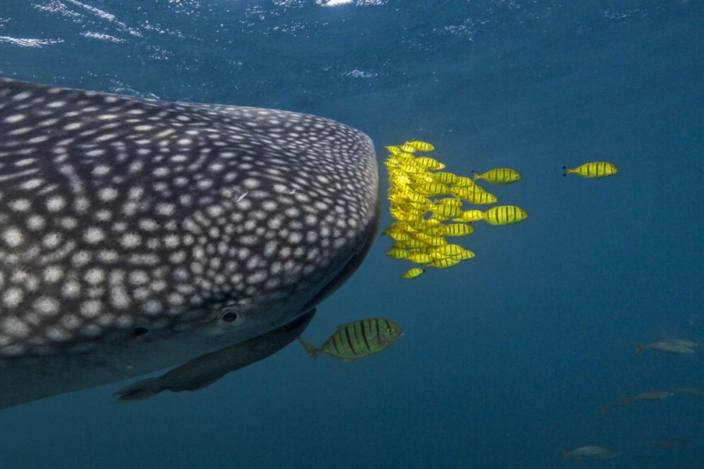 sienainternationalphotoaward_072