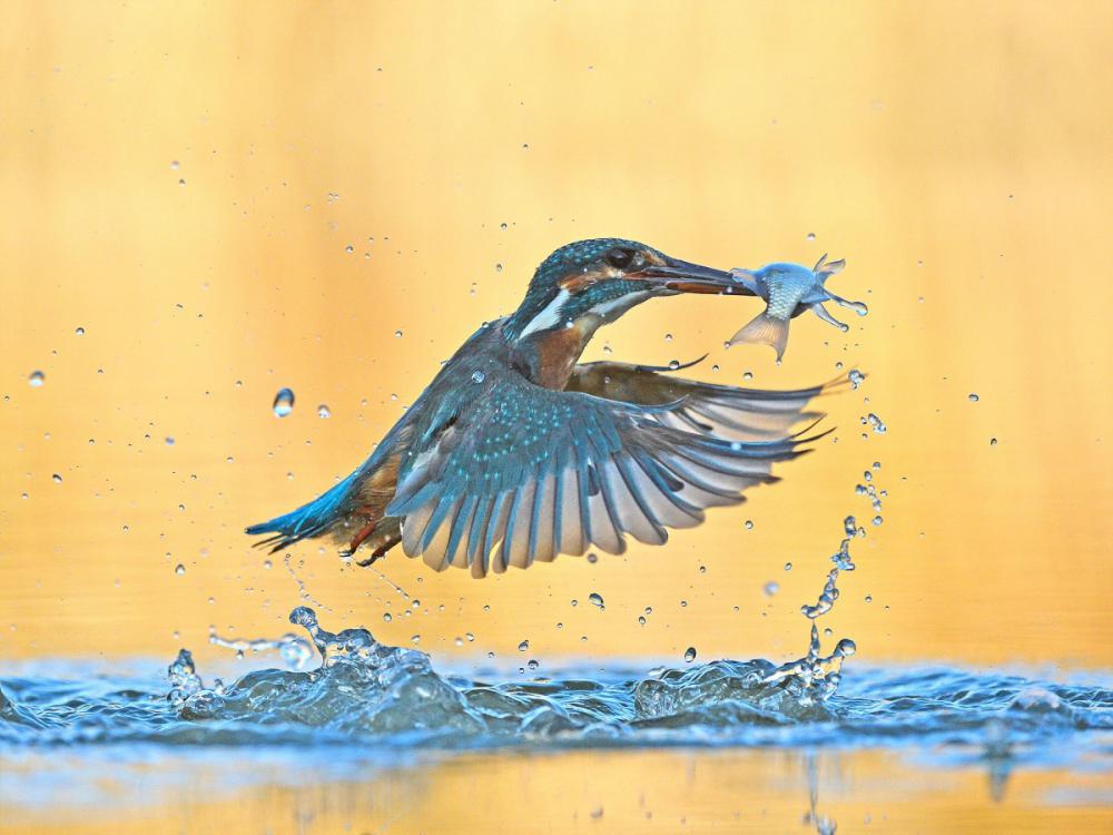 sienainternationalphotoaward_078