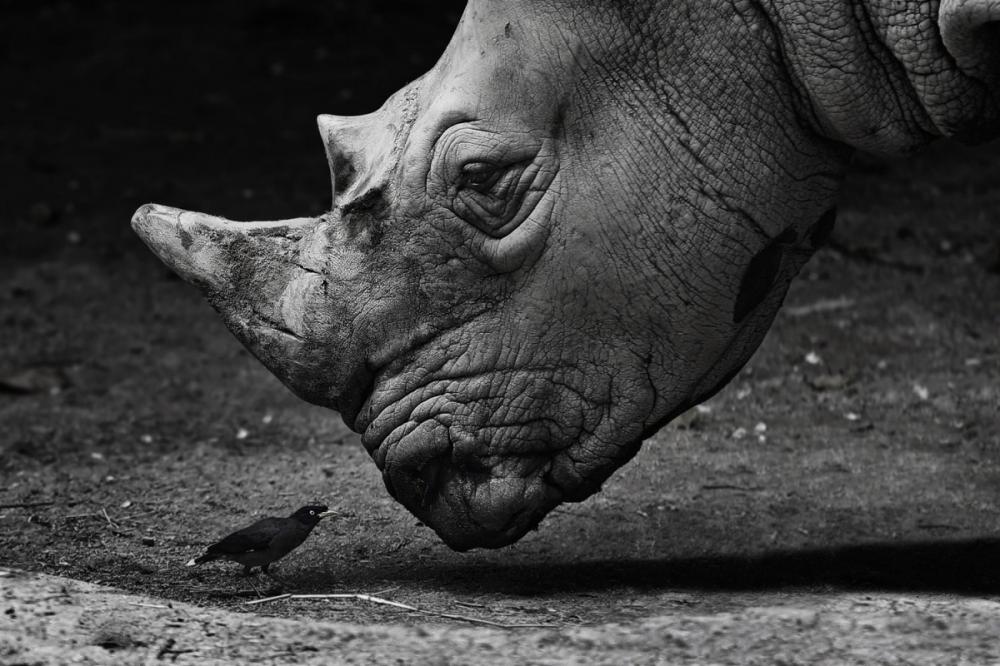 sienainternationalphotoaward_087