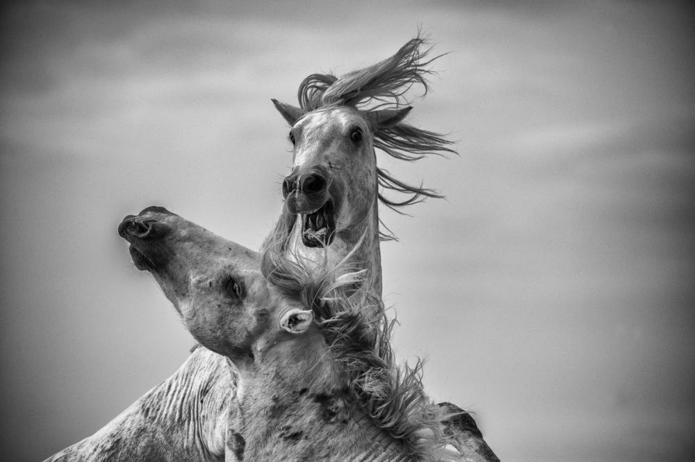 sienainternationalphotoaward_137