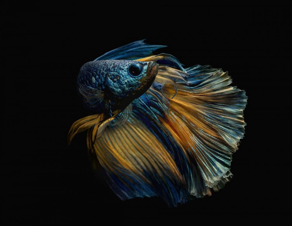 sienainternationalphotoaward_200